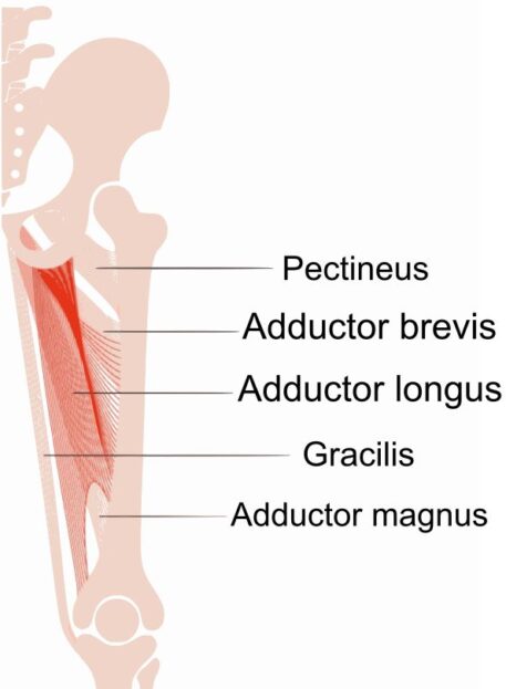 poškodbe mišic Premikalk Stegna